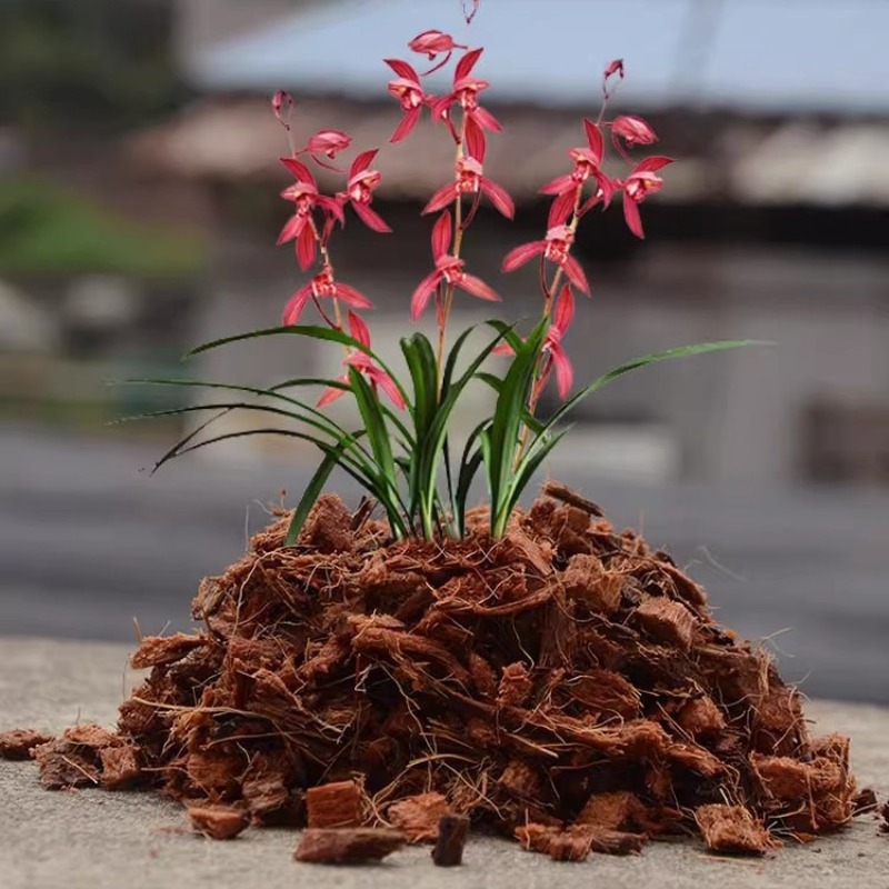 Ladrillo de fibra de coco con  - Sphagnum Moss Dry reseña y precio