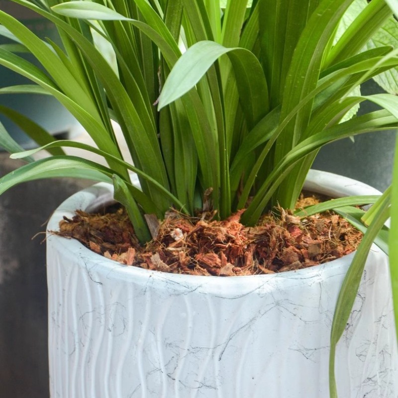 Ladrillo de fibra de coco con  - Sphagnum Moss Dry reseña y precio